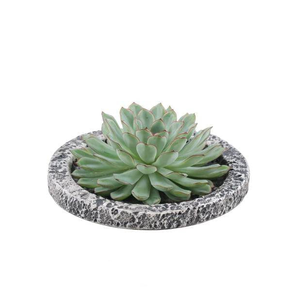 Sukkulente Echeveria pulidonis Rootless Zimmerpflanze Ø20cm – pflegeleichte Sukkulente für Wohnzimmer, Büro & helle Standorte kaufen – Plant