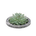 Sukkulente Echeveria pulidonis Rootless Zimmerpflanze Ø20cm – pflegeleichte Sukkulente für Wohnzimmer, Büro & helle Standorte kaufen – Plant