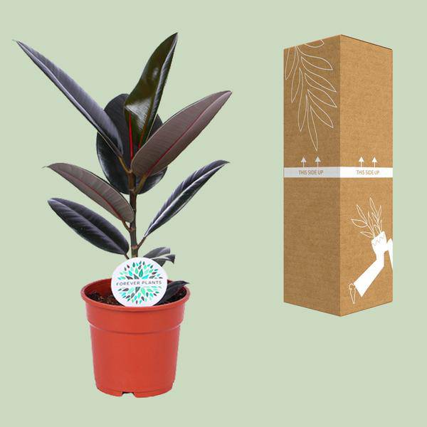 Gummibaum Ficus Elastica Abidjan Zimmerpflanze Ø17cm ↕55cm – pflegeleichte Grünpflanze für Wohnzimmer, Büro & helle Standorte kaufen – Plant