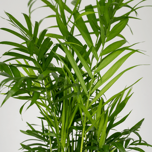 Mexikanische Bergpalme – Chamaedorea Elegans – 2 Pflanzen – Zimmerpflanze – Ø12cm – ↕40cm – Plant