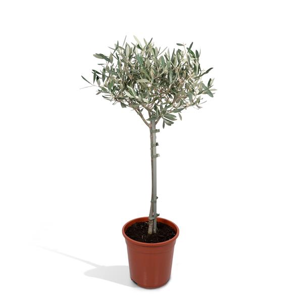 Olivenbaum Olea europaea – Mediterrane Zimmer – & Terrassenpflanze – Höhe ca. 90cm – Ø19cm – Immergrün & dekorativ – Robust & pflegeleicht – Plant
