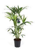 Kentiapalme – Howea Forsteriana – Zimmerpflanze Ø19cm ↕80cm – pflegeleichte luftreinigende Palme für Wohnzimmer Büro Flur – Plant