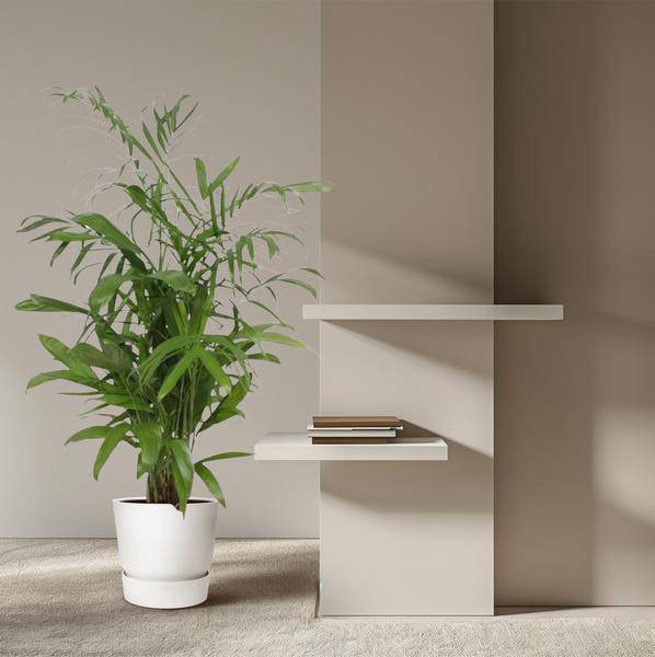 Bambuspalme Chamaedorea Seifrizii Zimmerpflanze Ø27cm ↕140cm – tropische Grünpflanze für Wohnzimmer, Büro & helle Standorte kaufen – Plant