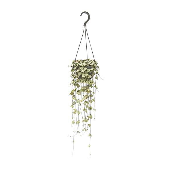 Leuchterblume Ceropegia woodii – Zimmerpflanze – Ø14cm – ↕50cm – pflegeleichte Hängepflanze mit dekorativen Ranken – Plant