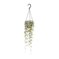 Leuchterblume Ceropegia woodii – Zimmerpflanze – Ø14cm – ↕50cm – pflegeleichte Hängepflanze mit dekorativen Ranken – Plant