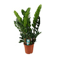 Glücksfeder Zamioculcas Zamiifolia Zimmerpflanze Ø21cm ↕80cm – pflegeleichte Grünpflanze für Wohnzimmer, Büro & helle Standorte kaufen – Plant
