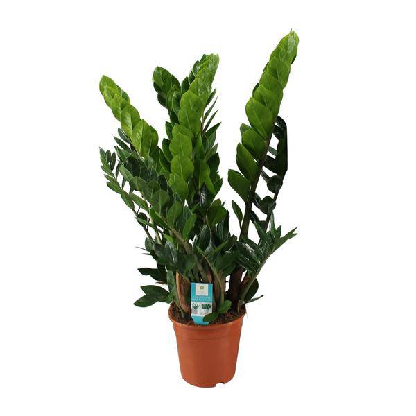 Glücksfeder Zamioculcas Zamiifolia Zimmerpflanze Ø21cm ↕80cm – pflegeleichte Grünpflanze für Wohnzimmer, Büro & helle Standorte kaufen – Plant