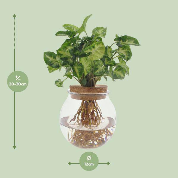Purpurtute Syngonium Pixie – Hydroponische Zimmerpflanze – Ø12cm – 30cm Höhe – dekoratives grünes Laub – Pflegeleicht – Plant