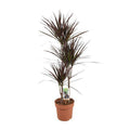Drachenbaum Dracaena Magenta – Ø21cm – ca.120cm Zimmerpflanze – Elegante Grünpflanze mit aufrechtem Wuchs – Pflegeleicht für Wohnzimmer Büro & Empfangsbereiche – Plant
