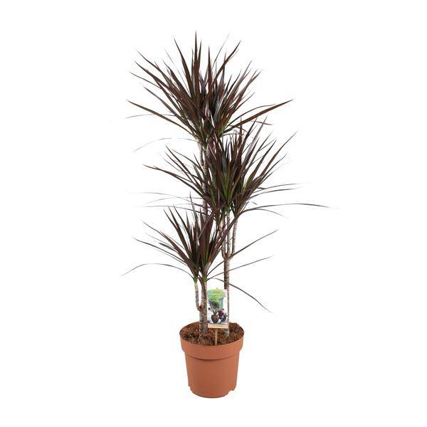 Drachenbaum Dracaena Magenta – Ø21cm – ca.120cm Zimmerpflanze – Elegante Grünpflanze mit aufrechtem Wuchs – Pflegeleicht für Wohnzimmer Büro & Empfangsbereiche – Plant