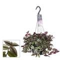 Zebrakraut Tradescantia Zebrina Purpusii – Zimmerpflanze – Ø17cm – ↕30cm – Farbintensive Hängepflanze mit gestreiften Blättern – Plant
