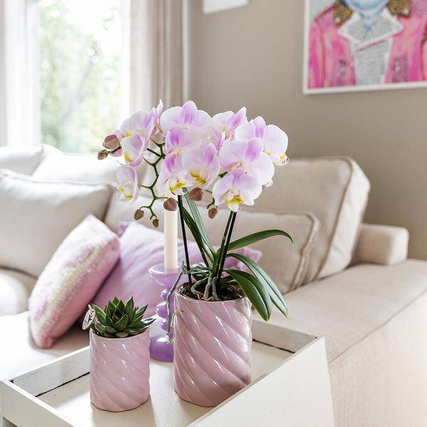 Candy Dekotopf – Hoch – Rosa – Ø6cm – Keramik Übertopf in Pastellrosa – Stilvoller Blumentopf für Zimmerpflanzen & Orchideen – Plant
