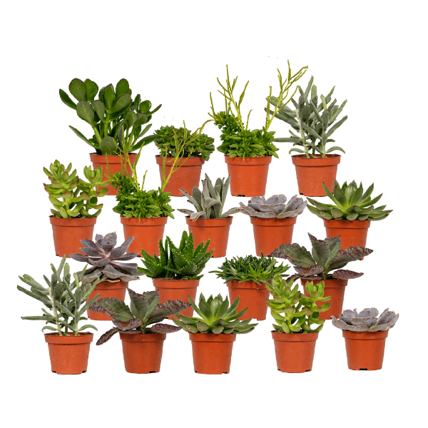 Sukkulenten Mix 18 Pflanzen Ø8,5cm – pflegeleichtes Pflanzen Set für Urban Jungle, Fensterbank, Wohnzimmer & Büro – Plant