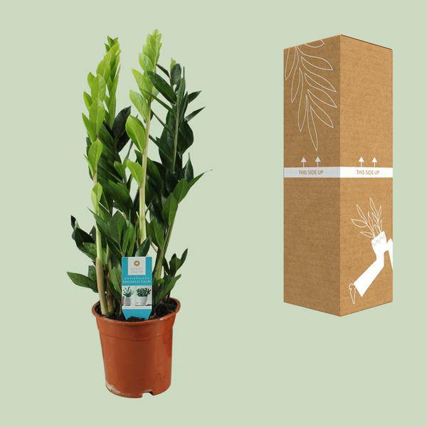 Glücksfeder Zamioculcas Zamiifolia Zimmerpflanze Ø17cm ↕65cm – pflegeleichte Grünpflanze für Wohnzimmer, Büro & helle Standorte kaufen – Plant