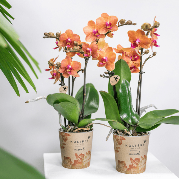 Phalaenopsis Orchideen Bozen Orange – 4 Orchideen – Topfgröße Ø9cm – Zimmerpflanzen Set mit kräftigen Blütenstielen – elegante Orchideen Dekoration – Plant