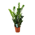Glücksfeder Zamioculcas – Zimmerpflanze – Ø21cm – ca. 75cm hoch – Luftreinigend & pflegeleicht – Für halbschattige Innenbereiche – Plant