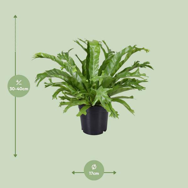 Nestfarn Asplenium Nidus Crissie Zimmerpflanze Ø17cm ↕40cm – pflegeleichte Grünpflanze für Wohnzimmer, Büro & helle Standorte kaufen – Plant
