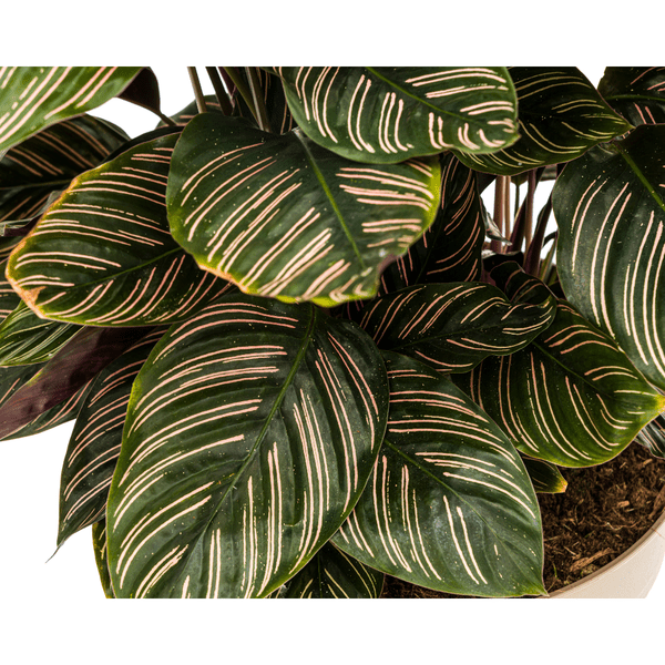 Calathea Ornata Sanderiana – Korbmarante – Zimmerpflanze Ø27cm – ↕60-80cm – Tropische Innenpflanze mit pinken Streifen – Pflegeleicht & dekorativ – Plant