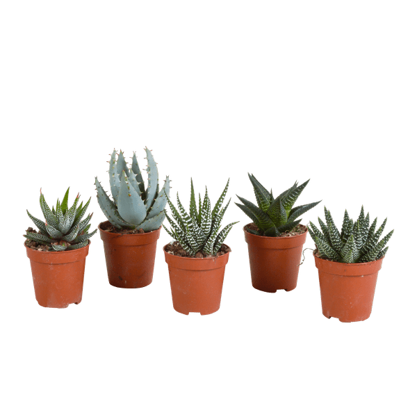 Sukkulenten Mix Gasteria & Haworthia – 5 Pflanzen – Ø5,5cm Zimmerpflanzen – Verschiedene Mini – Sukkulenten – Plant