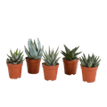 Sukkulenten Mix Gasteria & Haworthia – 5 Pflanzen – Ø5,5cm Zimmerpflanzen – Verschiedene Mini – Sukkulenten – Plant