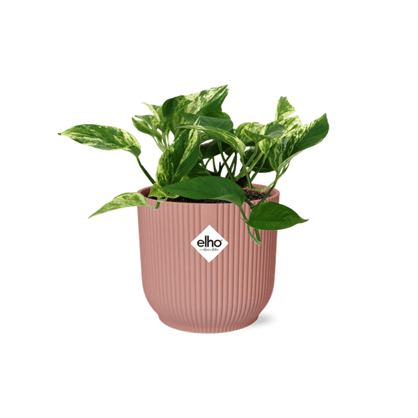 Efeutute Scindapsus Epipremnum Marble Queen – Zimmerpflanze inkl. Ziertopf Vibes Fold Rosa Ø14cm – Herzförmige, marmorierte Blätter