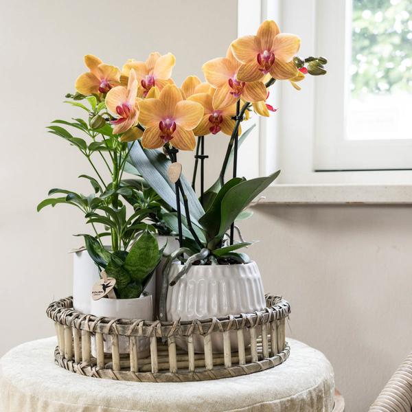 Runde Bambusschale Ø30cm Zimmerpflanze Ø30cm – pflegeleichte Grünpflanze für Wohnzimmer, Büro & helle Standorte kaufen – Plant