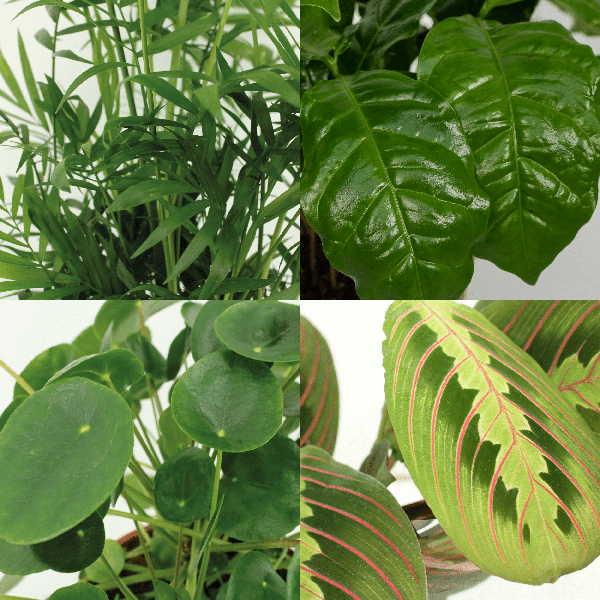 Tierfreundliches Pflanzenset Ø12cm ↕20-40cm – pflegeleichtes Pflanzen Set für Urban Jungle, Fensterbank, Wohnzimmer & Büro – Plant