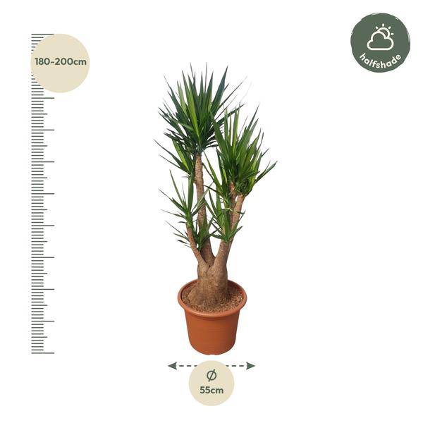 Riesen – Palmlilie – Yucca Elephantipes verzweigt – Zimmerpflanze 190cm – Ø55cm – Tropische Grünpflanze für Wohnzimmer, Büro & Wintergarten – Plant
