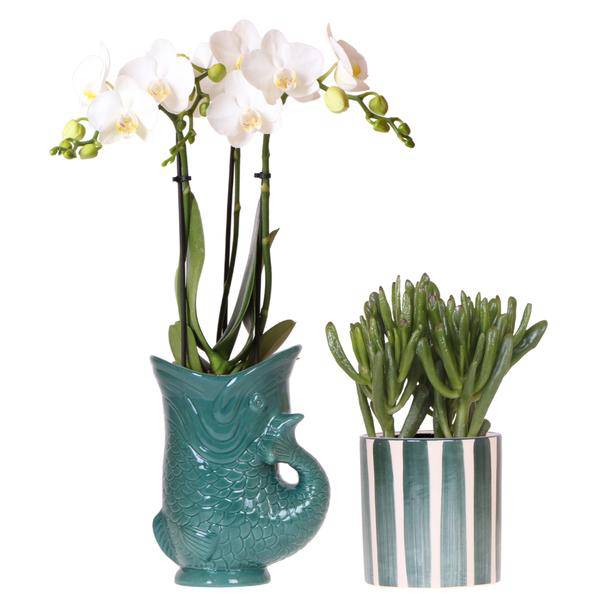 Phalaenopsis Orchidee Amabilis Weiß & Crassula Hobbit – Pflanzenset Ø9cm – Zimmerpflanze im grünen Fisch – Mediterrane Deko für Wohnzimmer & Büro – Plant