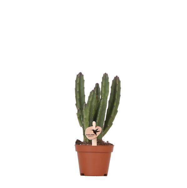 Aasblume – Stapelia – Zimmerpflanze – Ø6cm – Exotische & pflegeleichte Sukkulente – Seltene Kaktusart für Wohnzimmer, Büro & Pflanzenliebhaber
