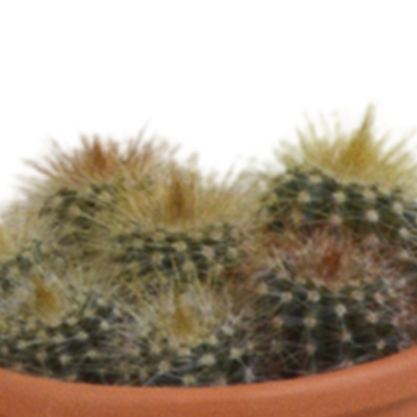 Sukkulenten & Kakteen Mix 5 Pflanzen Ø5,5cm – pflegeleichtes Pflanzen Set für Urban Jungle, Fensterbank, Wohnzimmer & Büro – Plant