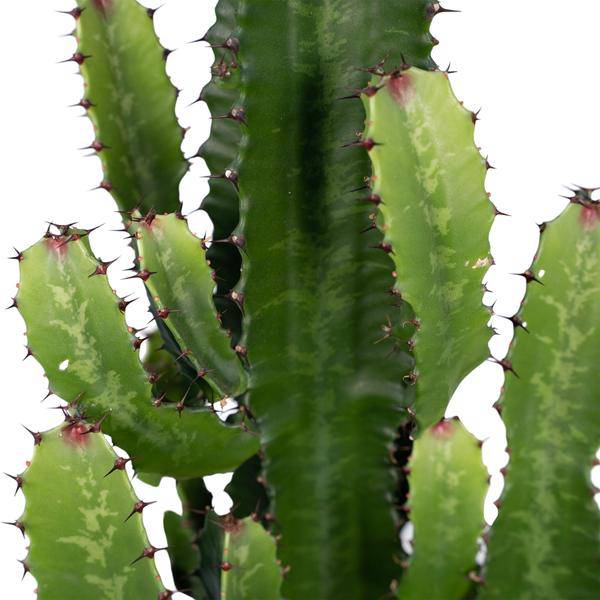 Kaktus – Wolfsmilch – Euphorbia Acrurensis (Cowboy – Kaktus) – Zimmerpflanze – Ø24cm ↕60-80cm – Sukkulente – Pflegeleicht – Exotisches Wüstendesign – Plant