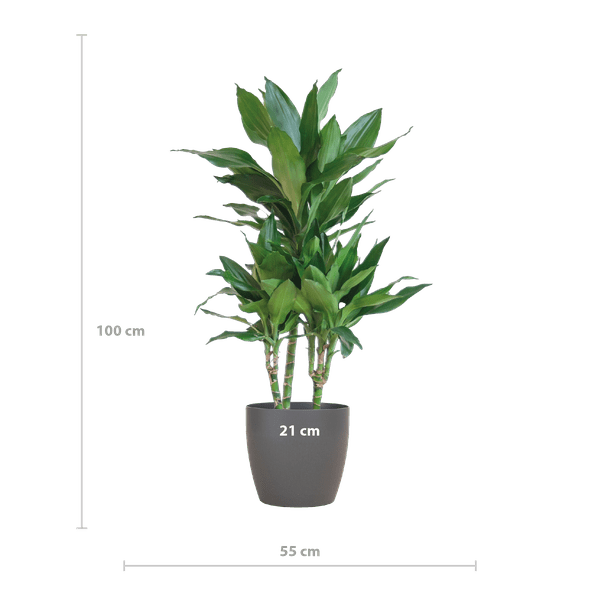 Dracaena Janet Lind 95cm – Drachenbaum Zimmerpflanze Ø21cm – pflegeleichte grüne Pflanze mit Viber Topf Grau – Plant
