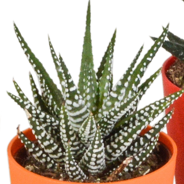Sukkulenten Mix Gasteria & Haworthia – 5 Pflanzen – Ø5,5cm Zimmerpflanzen im Kunststofftopf mit Holzbeinen – Verschiedene Mini – Sukkulenten – Plant