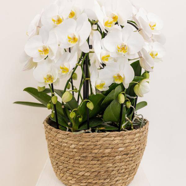Einlage mit Wasserreservoir für Orchideenschale – Bewässerungssystem für Orchideen – 1x12cm + 2x9cm Töpfe – inkl. WaterWicks – Ø25cm – Plant