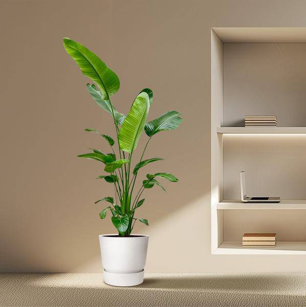 Baum – Strelitzie – Strelitzia Nicolai – Zimmerpflanze 190cm – Ø27cm – Weißer Paradiesvogel mit großen grünen Blättern – Plant