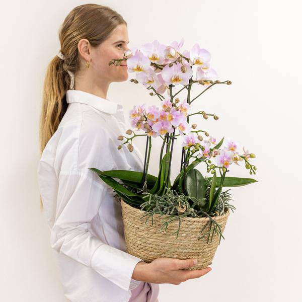 Einlage mit Wasserreservoir für Orchideenschale – Bewässerungssystem für Orchideen – Feldstrauß 1x12cm + 2x9cm + 3x WaterWicks – Ø25cm – Plant