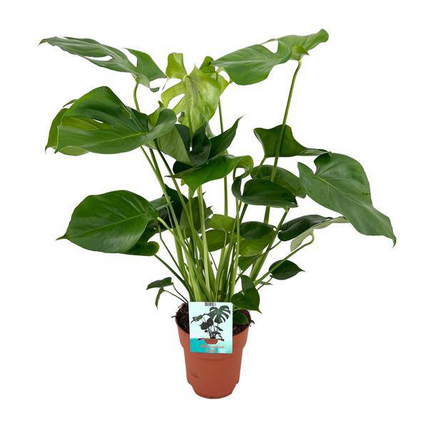 Monstera Deliciosa Köstliches Fensterblatt Zimmerpflanze Ø19cm ↕60cm – pflegeleichte Grünpflanze für Wohnzimmer, Büro & helle Standorte kaufen – Plant