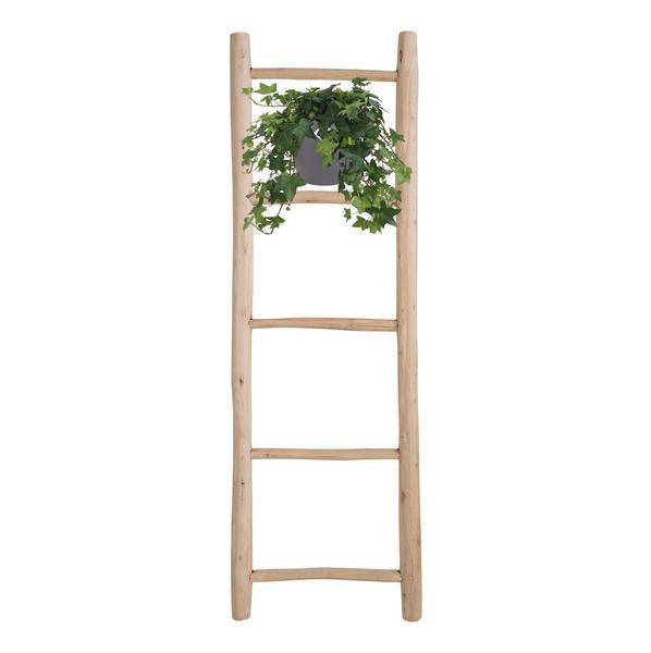 Hedera Helix Grün – Gemeiner Efeu – Zimmerpflanze im Hängetopf – Ø17cm – immergrüne Hänge – und Kletterpflanze für Innen – & Außenbereich – Plant