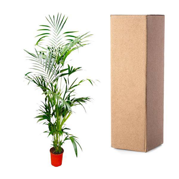 Kentia – Palme – Howea forsteriana – Zimmerpflanze – 200cm – Ø24cm – Elegante Grünpflanze für Wohnzimmer, Büro & Wintergarten – Tropische Kübelpflanze – Plant