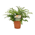 Nestfarn Asplenium Parvati Zimmerpflanze Ø12cm ↕35cm – pflegeleichte Grünpflanze für Wohnzimmer, Büro & helle Standorte kaufen – Plant