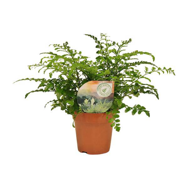 Nestfarn Asplenium Parvati Zimmerpflanze Ø12cm ↕35cm – pflegeleichte Grünpflanze für Wohnzimmer, Büro & helle Standorte kaufen – Plant