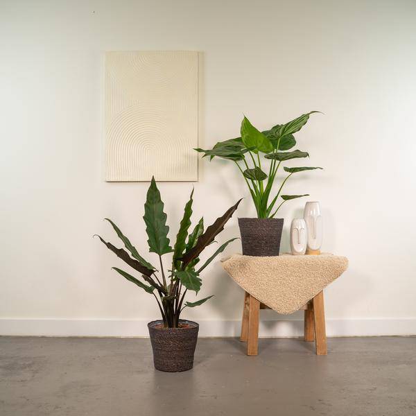 Alocasia Set – Cucullata & Lauterbachiana – Ø19cm Zimmerpflanzen – Exotische Grünpflanzen mit großen dekorativen Blättern – Plant