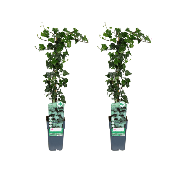 Hedera helix – Gemeiner Efeu – 2 Pflanzen – Zimmerpflanze – Ø15cm – ↕65cm – Immergrüne Kletterpflanze & Hängepflanze – Pflegeleicht & luftreinigend – Plant