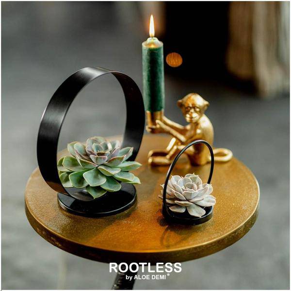 Sukkulente Echeveria pulidonis ROOTLESS Zimmerpflanze Ø20cm – pflegeleichte Sukkulente für Wohnzimmer, Büro & helle Standorte kaufen – Plant