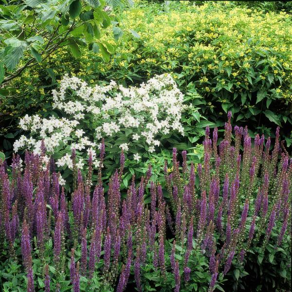 Blüten – Salbei – Salvia nemorosa 'Ostfriesland' – ↕10-25cm – Ø9cm – Lila Blüten – Pflegeleichte Staude – Sonniger Standort – Plant