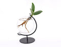 Clusia im Victoria Glas – Ø5cm x ↕10cm – Hydroponische Mini – Zimmerpflanze – Pflegeleichte Dekopflanze für Wohnzimmer, Büro & Geschenkidee – Plant