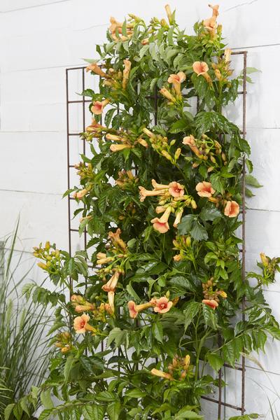 Trompetenblume Orange Gartenpflanze Ø15cm ↕65cm – winterharte Pflanze für Garten, Balkon, Terrasse, Kübel & Beet online kaufen – Plant