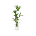 Kentiapalme – Forstersche Kentia – Zimmerpflanze – 160cm hoch – Ø30cm inkl. Vibes Fold Topf Weiß – Elegante Palme für Innenräume – Plant