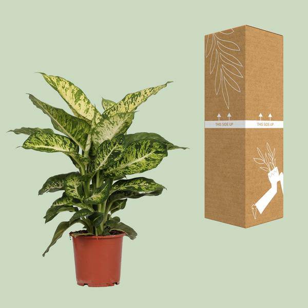 Dieffenbachia Mars – Ø17cm x H50cm – Tropische Zimmerpflanze mit dekorativen Blättern – Pflegeleicht & luftreinigend – Für Halbschatten – Plant